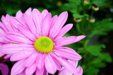 菊花p