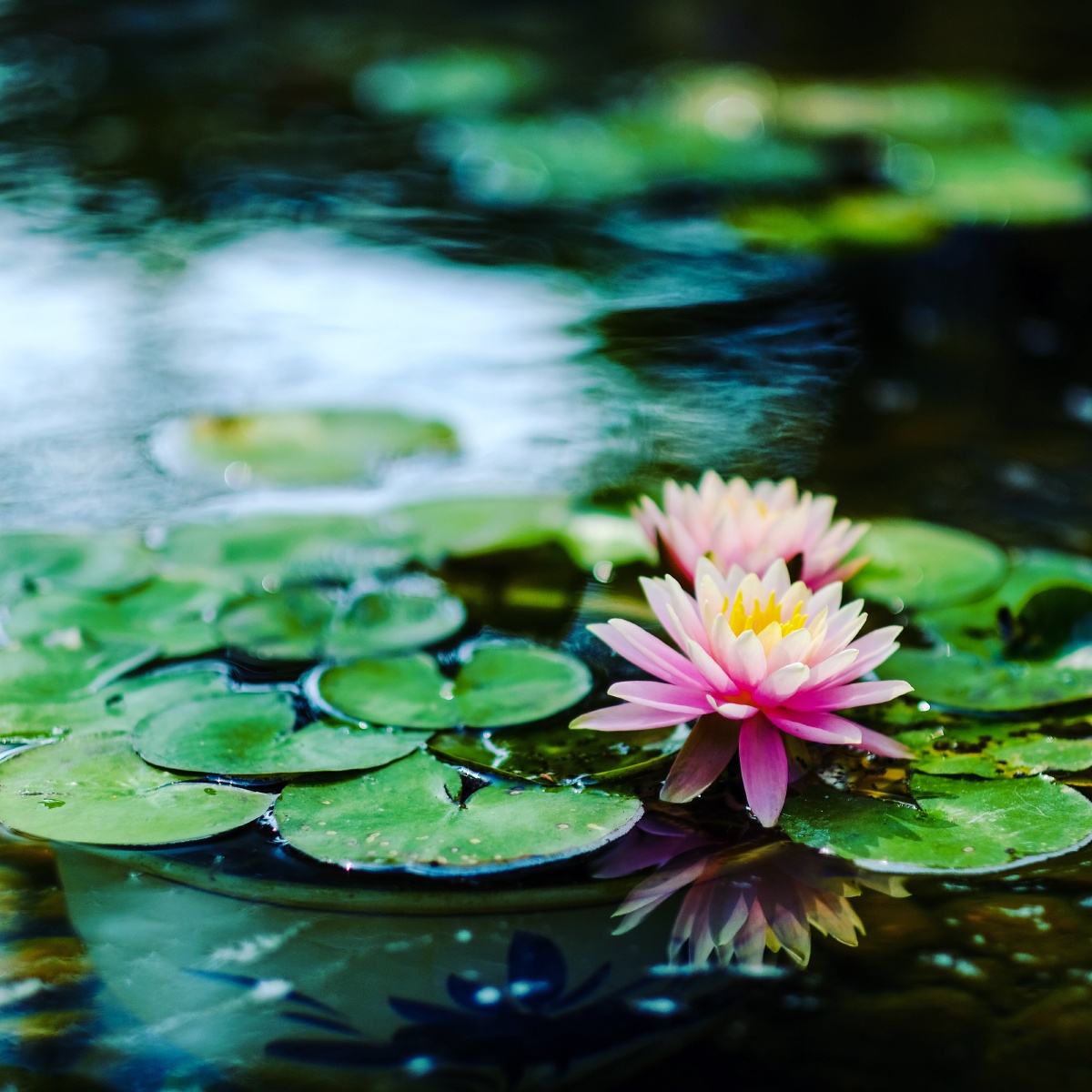 睡莲#澳门二龙喉公园 莲池 #fujifilmxt 2 #xf 56mm f1.2 #ios:200