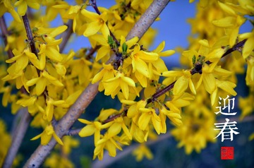 迎春花.jpg