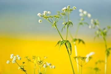 高原油菜花