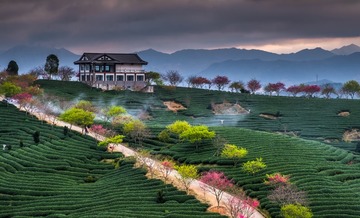 《樱花之季》