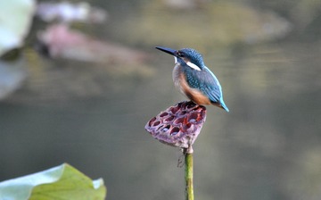 2913154