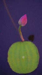 2454045