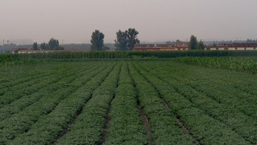 2622724
