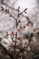 春游-香山 007.jpg