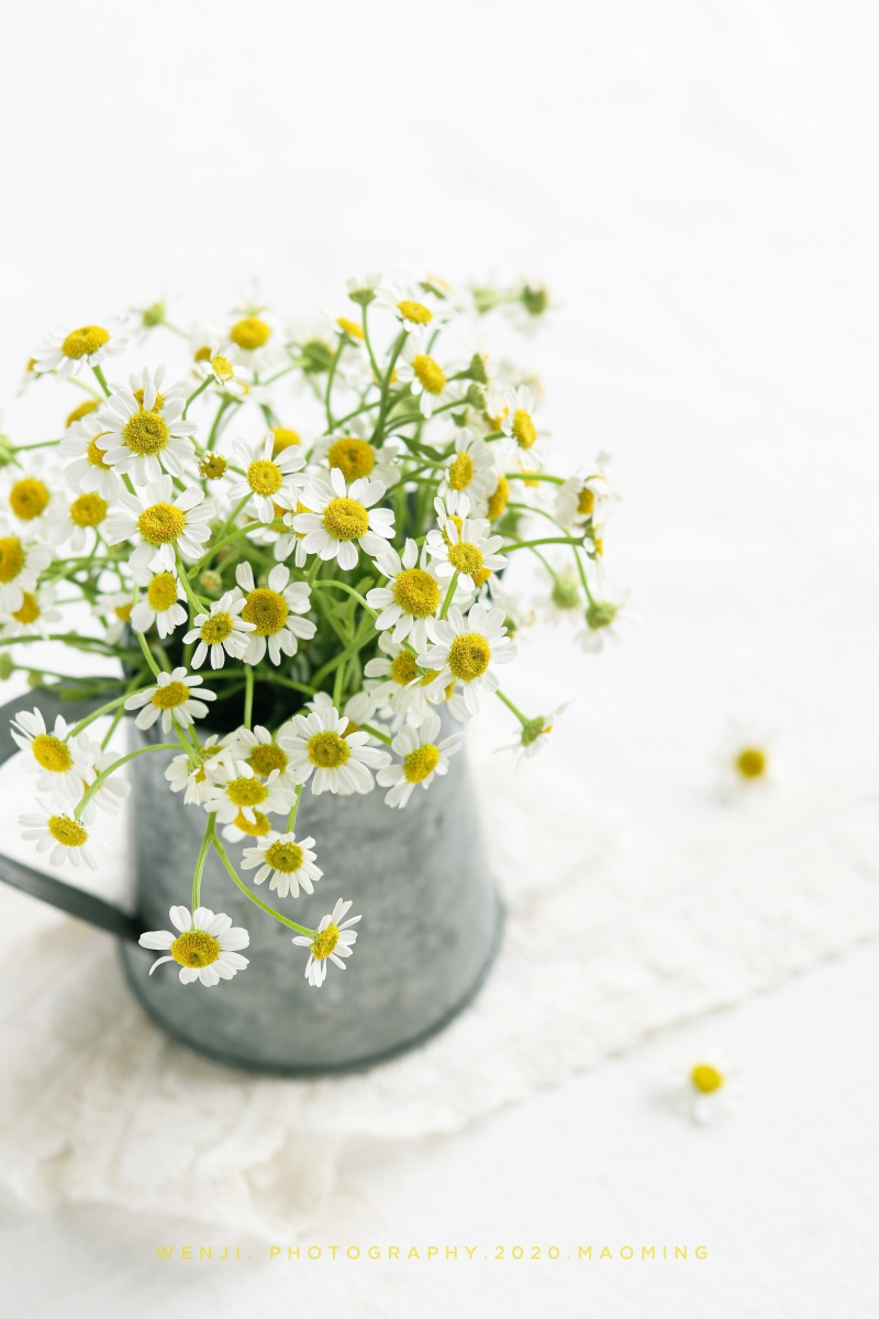 洋甘菊在深秋过足一把夏天的瘾