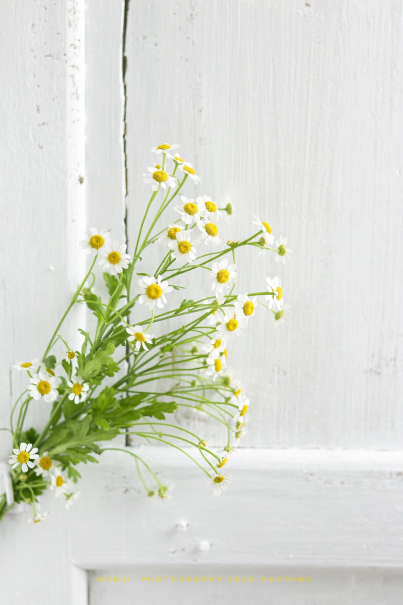 洋甘菊在深秋过足一把夏天的瘾