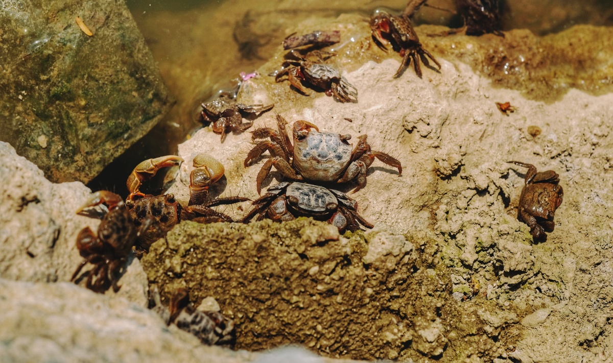 广东河边随处可见的小螃蟹