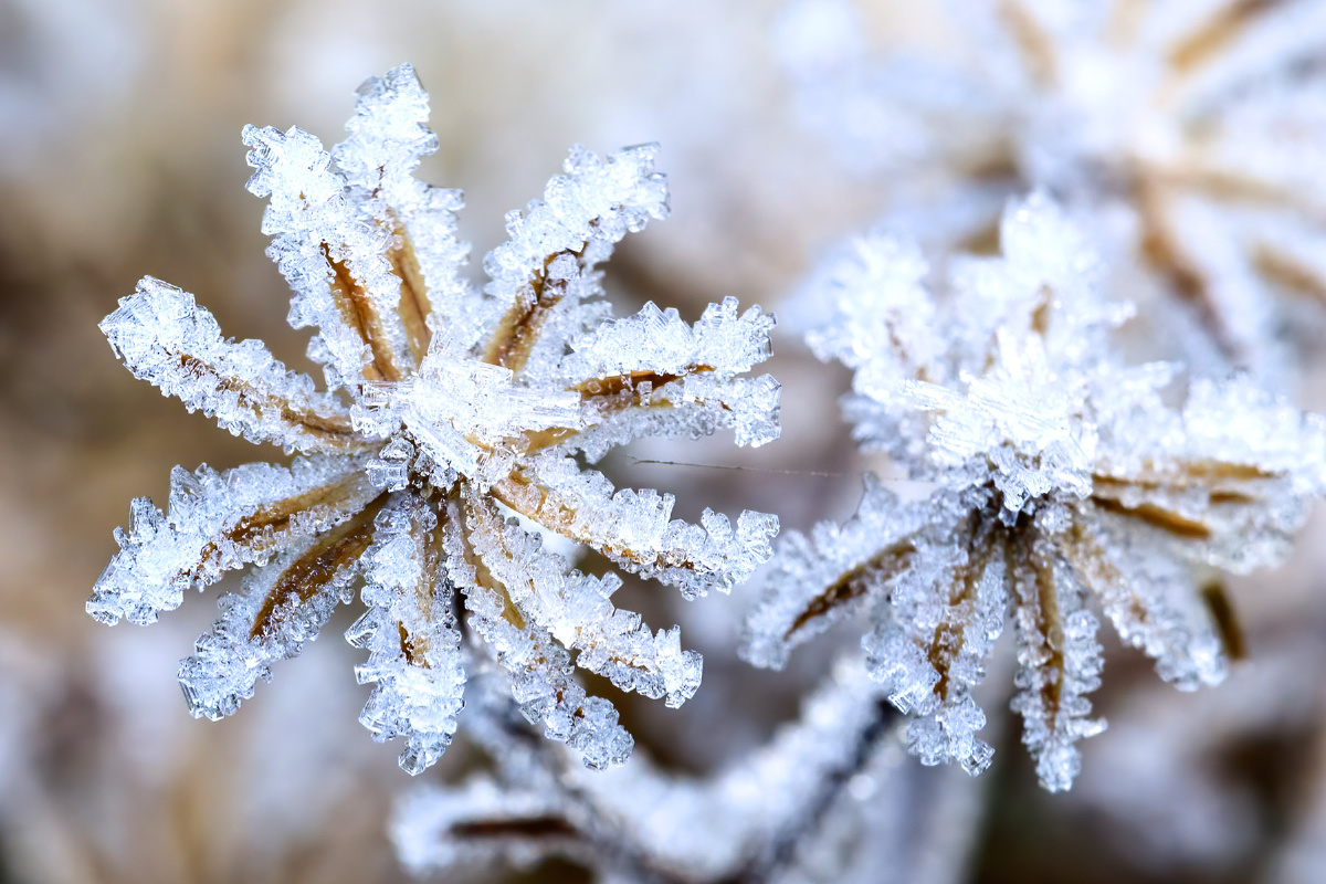 我要上"首页推荐位"小清新#霜冬季雪冻结的#雪花圣诞节还没有人打赏