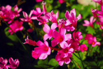 P5140528_1.jpg