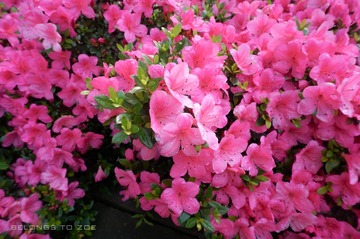 DSC00886.JPG