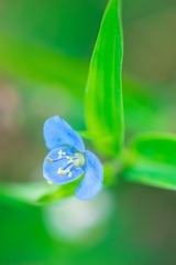 蓝花鸭跖草