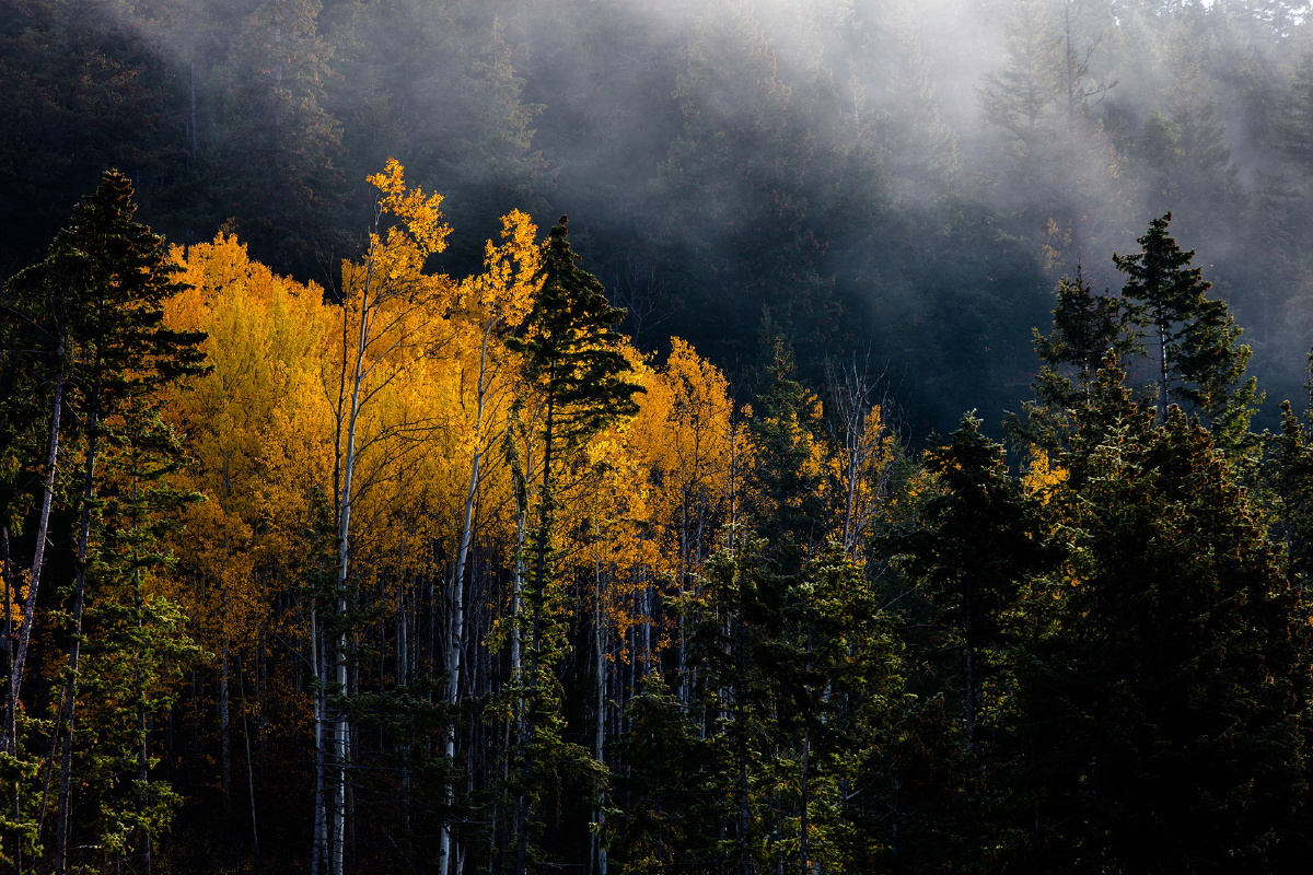 雾中秋叶 - bellyu - 图虫网 - 优质摄影师交流社区