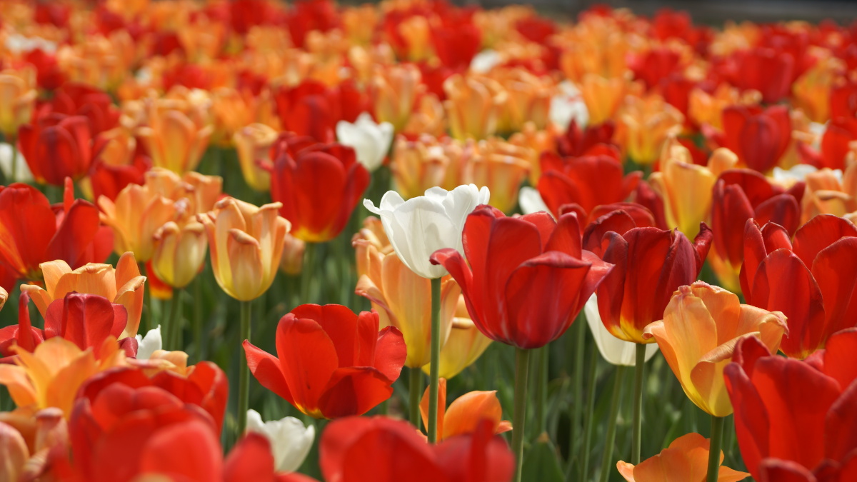 纯洁 br /> 在这花花绿绿的花海中,竟然那么容易就发选了纯洁的她!