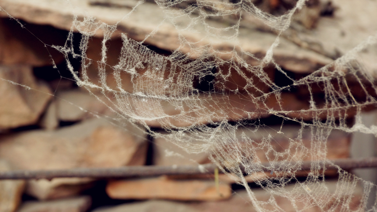 蜘蛛网 br /> 路边偶遇这张蜘蛛网,盘丝洞不远了