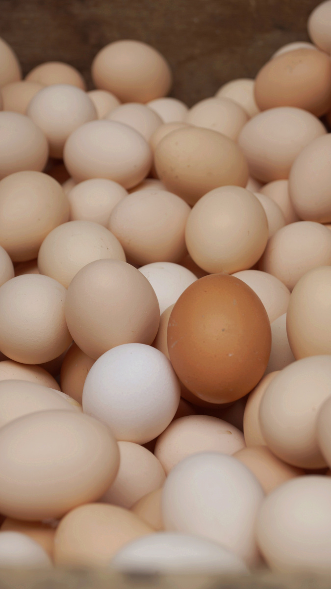 鸡蛋 br /> 这只鸡蛋明显的与其他的肤色不一样,可能他是非洲过来的鸡