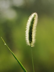 DSC03342.jpg