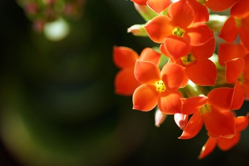 DSC04310_