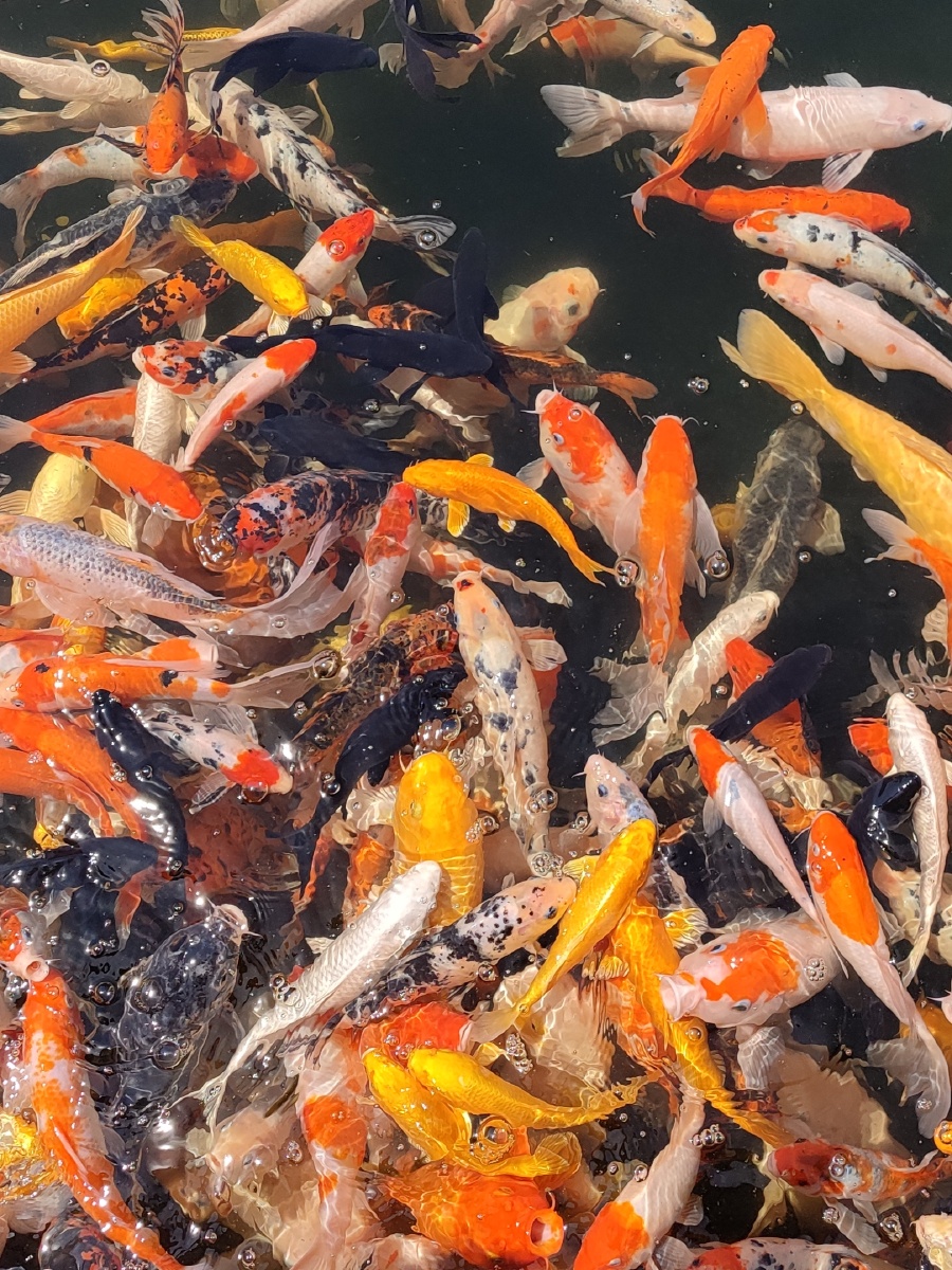 红鱼一群,有文化人说是锦鲤.