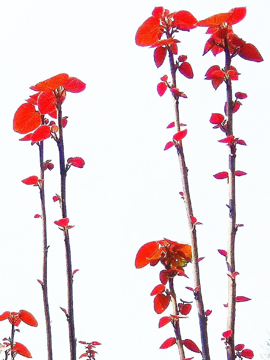 一枝一叶总关情