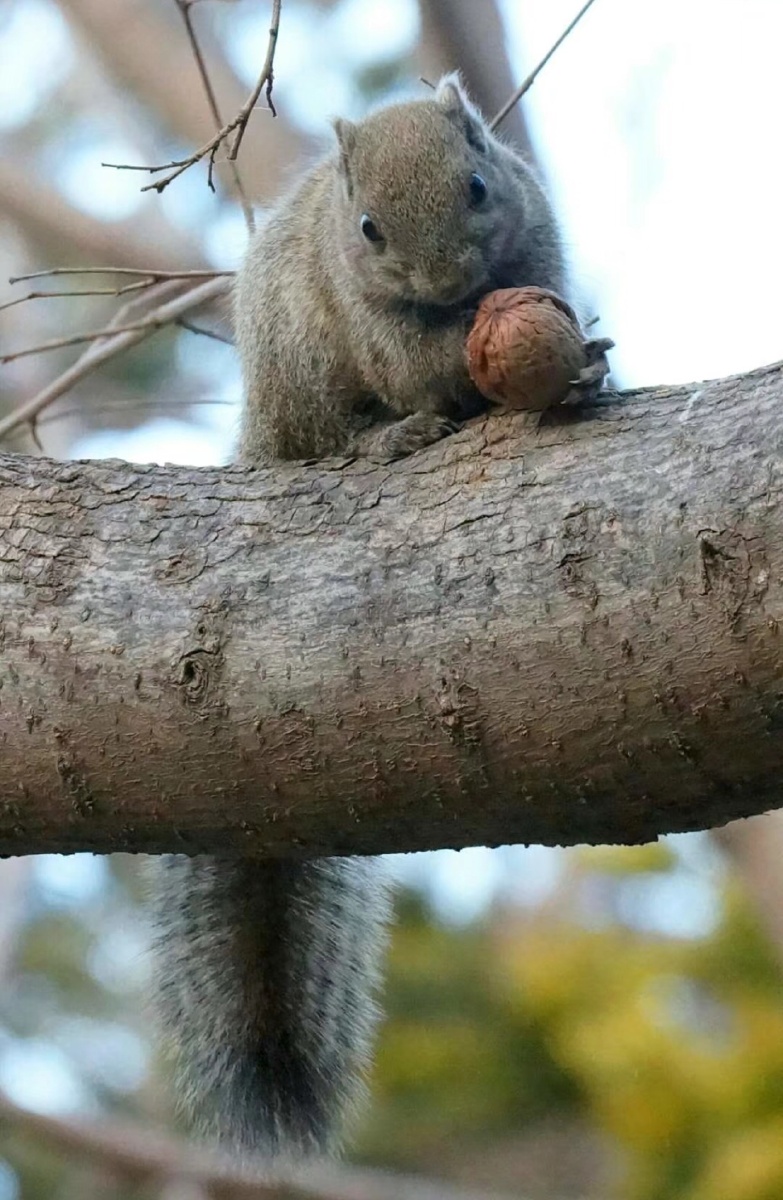 天坛小松鼠 - 桔桃子 - 图虫网 - 优质摄影师交流社区