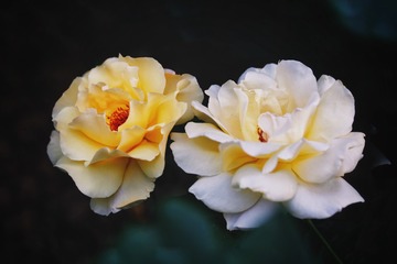 E56E9991-BA32-419F-99A7-F56D0741AB0D/L0/001
