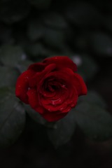 96C4097F-64AE-45CA-84E5-41B2F7442911/L0/001