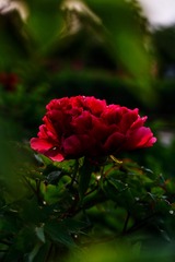892C0961-F50D-4233-AF32-530FF297F80E/L0/001