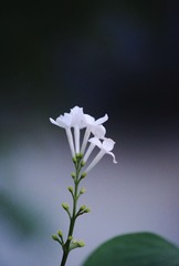 E6F32CE2-8E0B-4BE5-AD8F-0696DDB99398/L0/001