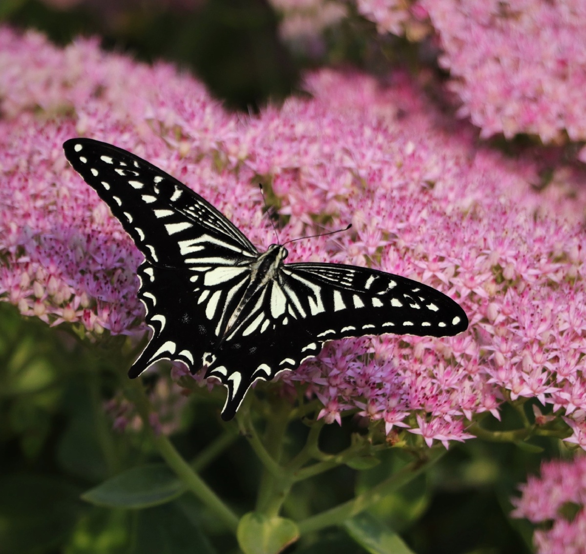 美丽辛劳的柑橘凤蝶