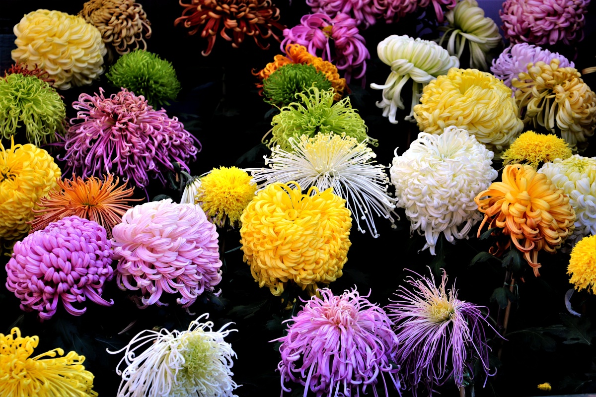 五颜六色千姿百态的菊花