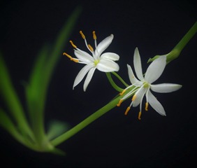 平淡而精彩的吊兰花