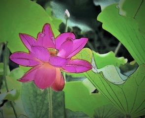 莲花