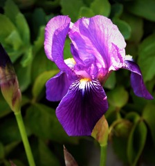 吉祥紫鸢尾花