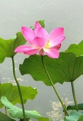 九夏芙蓉雍容华贵