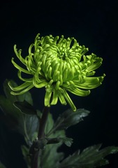 绿宝石菊