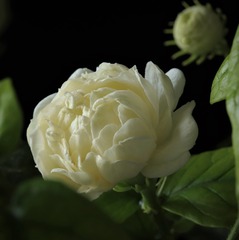 花大花香的虎头茉莉花