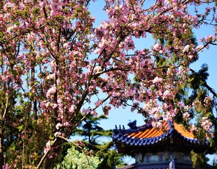 春抹胭脂上海棠