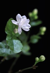 好一朵美丽的茉莉花