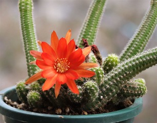 祝福之花