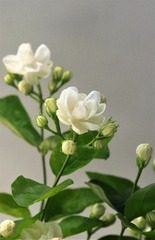 芬芳美丽的茉莉花