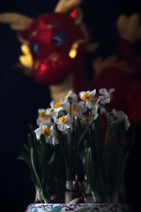 立春时节水仙花开