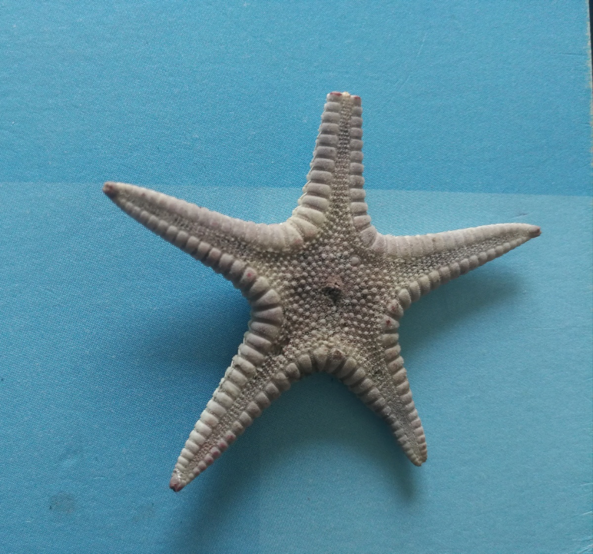 海星的四角星影子