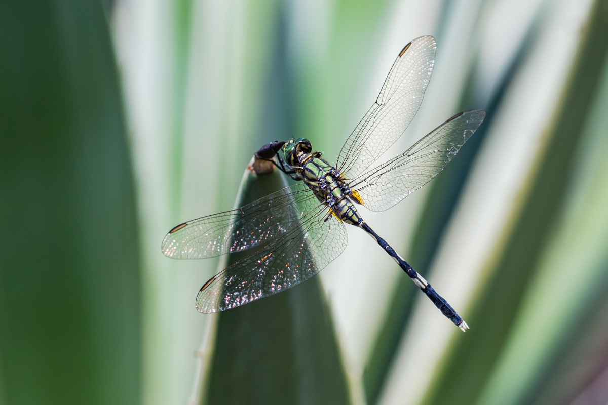 蜻蜓生态自然清新微距抓拍动物艺术无嵴椎动物1/159风影年轮2021年11