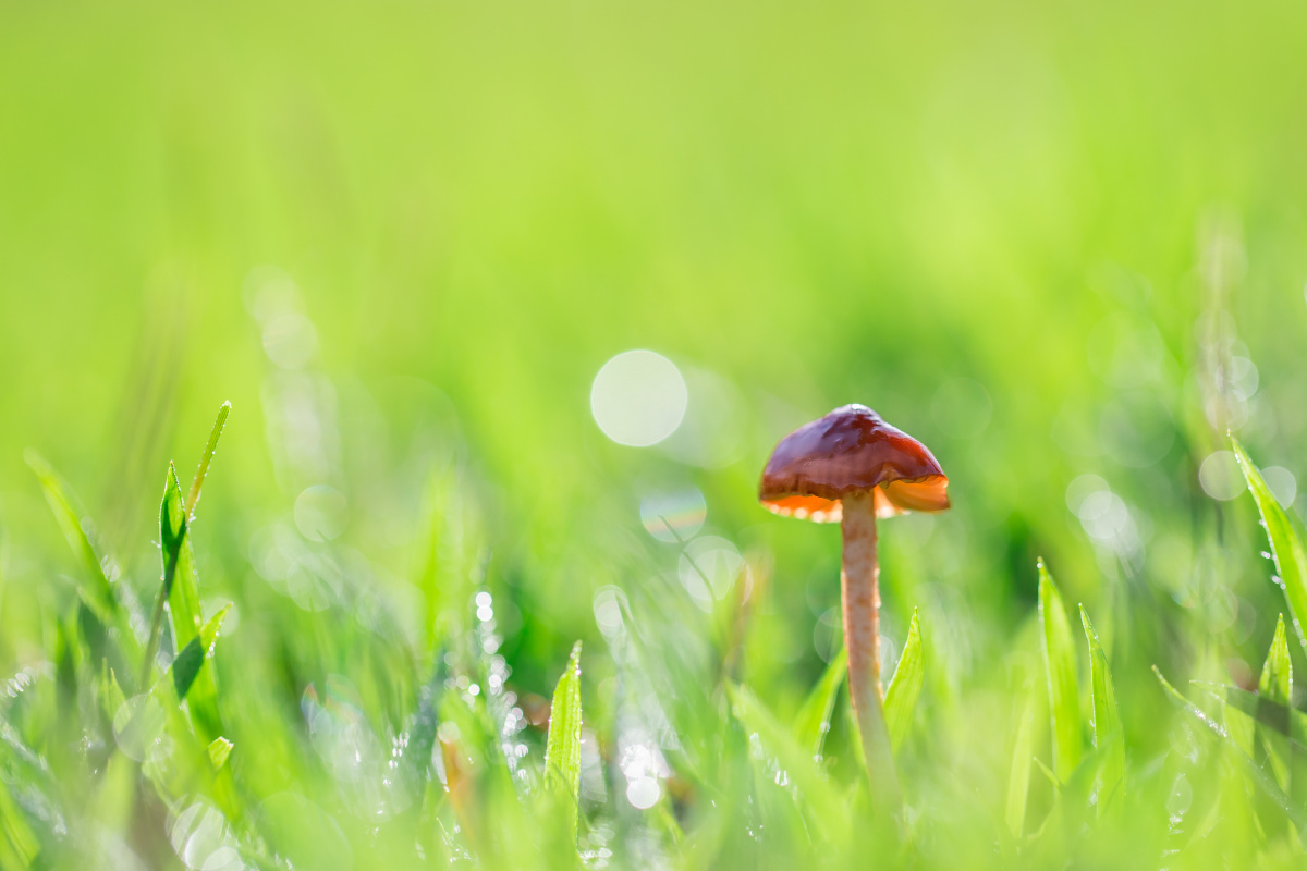 自然生态-蘑菇 - 风影年轮 - 图虫