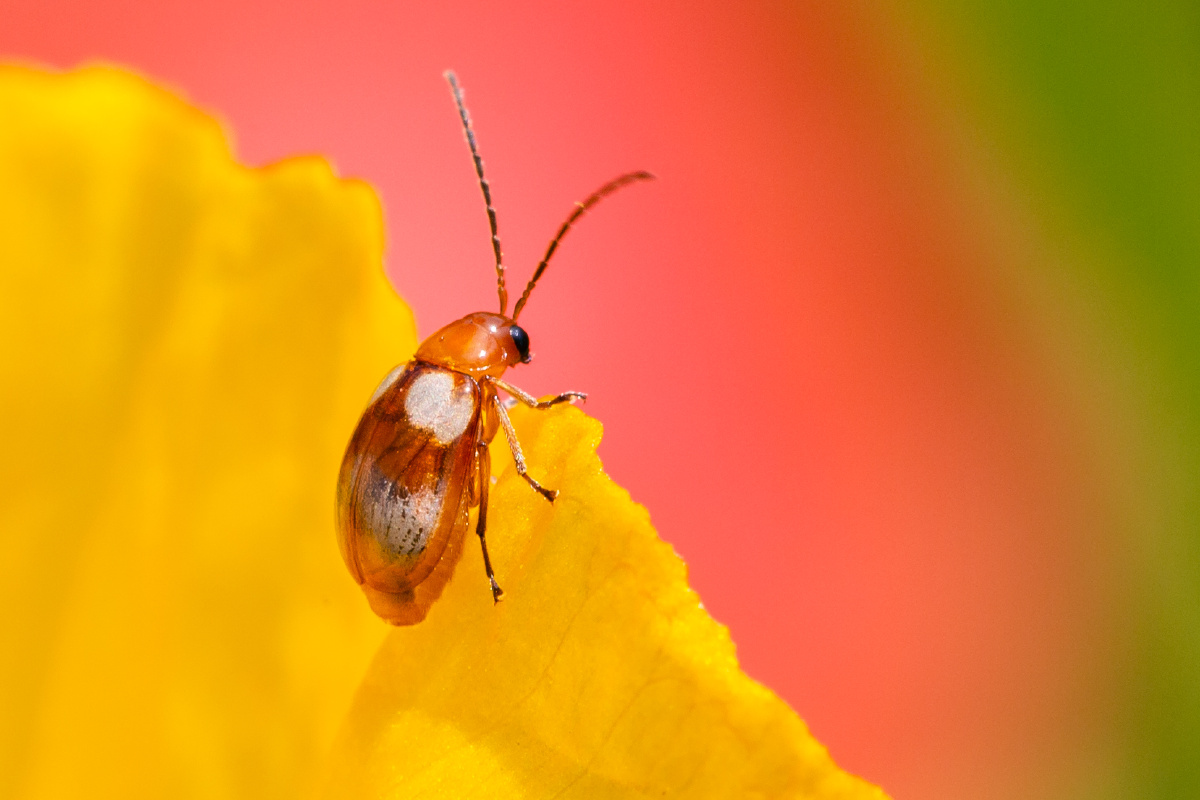 自然生态双斑莹叶甲