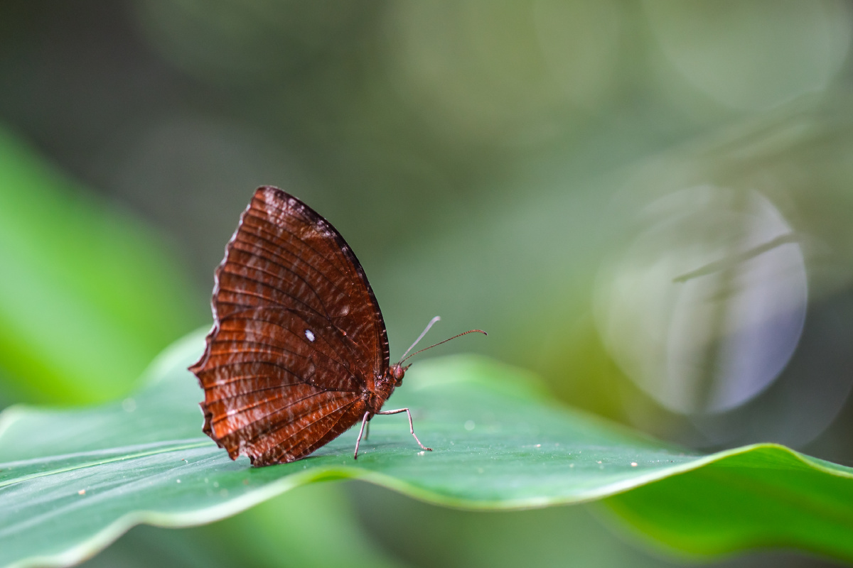 自然生态翠袖锯眼蝶
