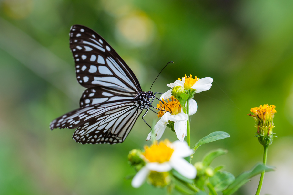 自然生态-绢斑蝶