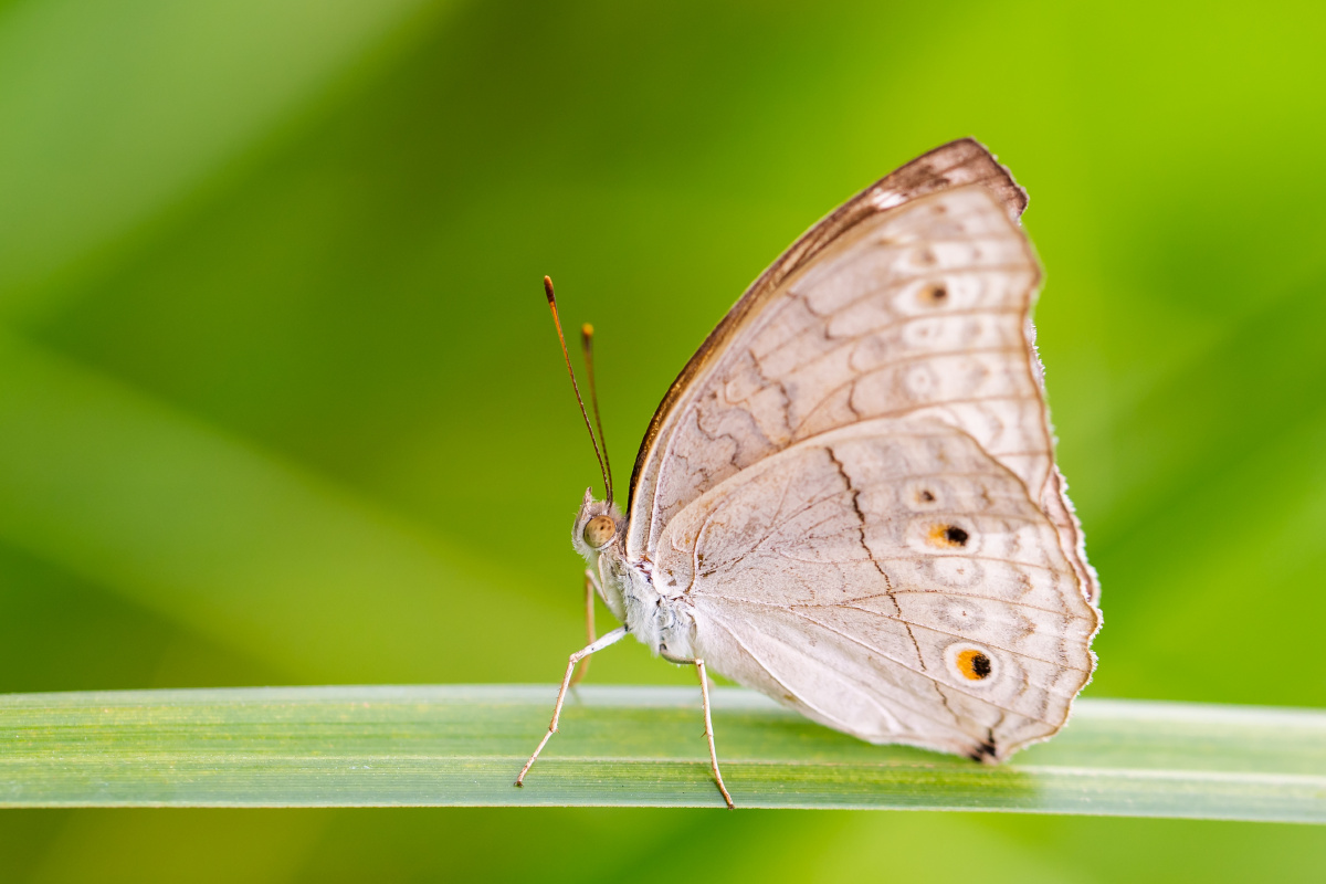 自然生态波纹眼蛱蝶