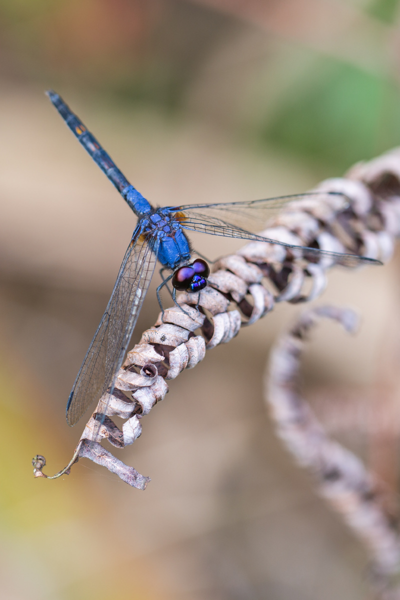 自然生态-乐仙蜻蜓 - 风影年轮 - 图虫